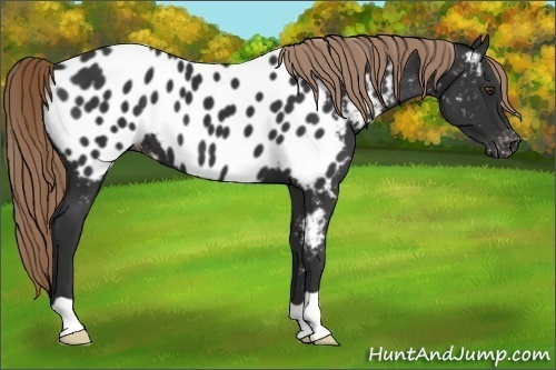 Horse Color:Liver Chestnut Appaloosa
