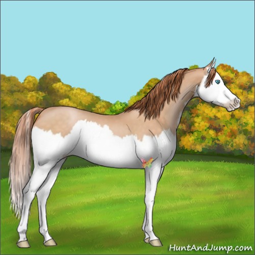 Horse Color:Buckskin Pearl Splash 