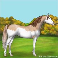 Horse Color:Buckskin Pearl Splash 