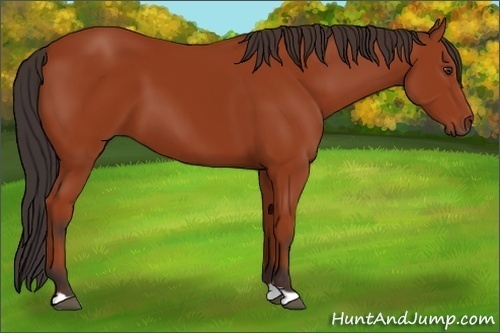Horse Color:Brown 