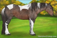 Horse Color:Liver Chestnut Tobiano 