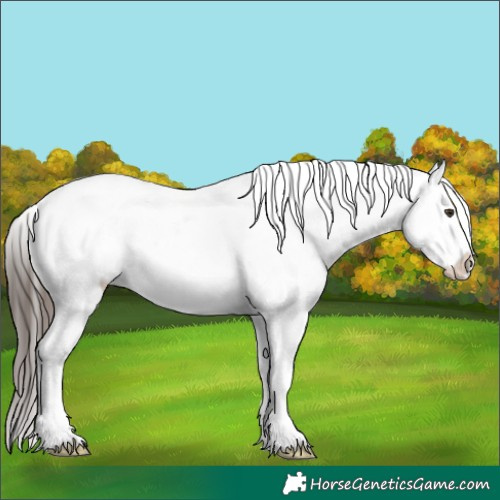 Horse Color:White Spotted Liver Chestnut Ice Sabino Splash Appaloosa 