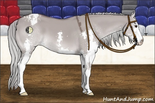 Horse Color:Platinum Liver Red Dun Splash Appaloosa 