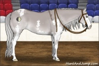 Horse Color:Platinum Liver Red Dun Splash Appaloosa 