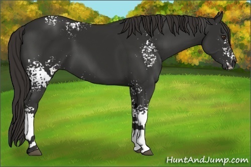 Horse Color:White Spotted Liver Chestnut Tobiano 