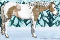 Horse Color:Plaid Liver Chestnut Sabino Splash Tobiano