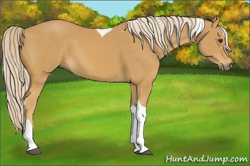 Horse Color:Palomino Tobiano