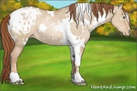 Horse Color:White Spotted Smoky Grullo Pearl Appaloosa 