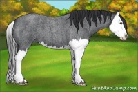 Horse Color:Blue Roan Sabino Splash