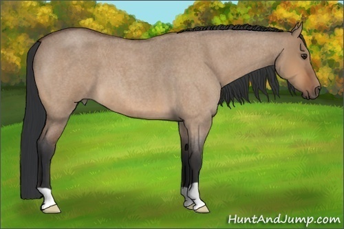 Horse Color:Bay Roan Dun 