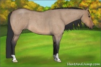 Horse Color:Bay Roan Dun 