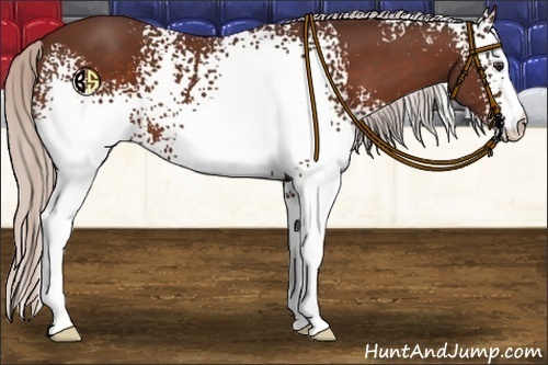 Horse Color:White Spotted Silver Brown