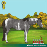 Horse Color:Liver Chestnut Sabino Tobiano