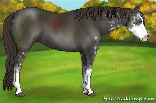 Horse Color:Liver Chestnut Sabino 
