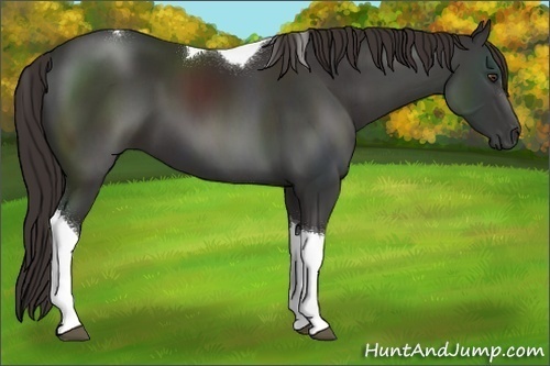 Horse Color:Liver Chestnut Sabino Tobiano 