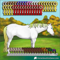 Horse Color:Painted Chocolate Grullo Onyx Sabino Splash Tobiano Appaloosa