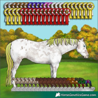 Horse Color:Painted Chocolate Grullo Onyx Sabino Splash Tobiano Appaloosa 