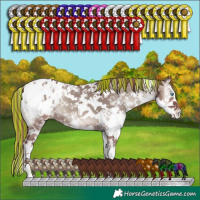 Horse Color:Painted Chocolate Grullo Onyx Sabino Splash Tobiano Varnish
