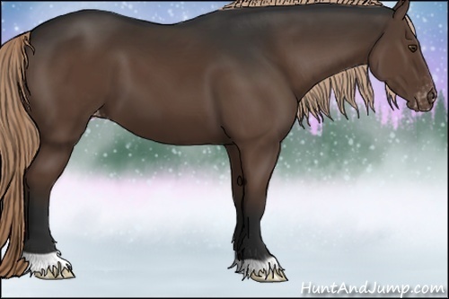 Horse Color:Liver Chestnut Appaloosa 
