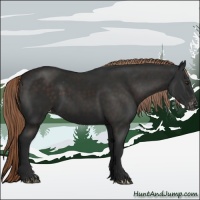 Horse Color:Liver Chestnut Appaloosa 