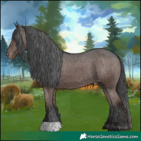 Horse Color:Liver Chestnut Appaloosa