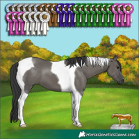 Horse Color:Grullo Tobiano