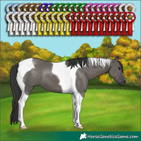 Horse Color:Grullo Tobiano