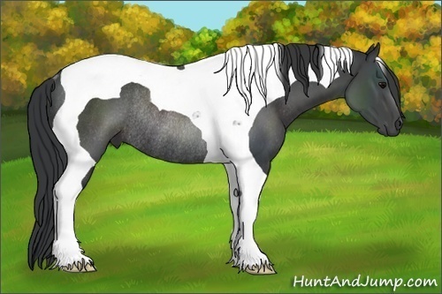 Horse Color:Black Tobiano Rabicano 