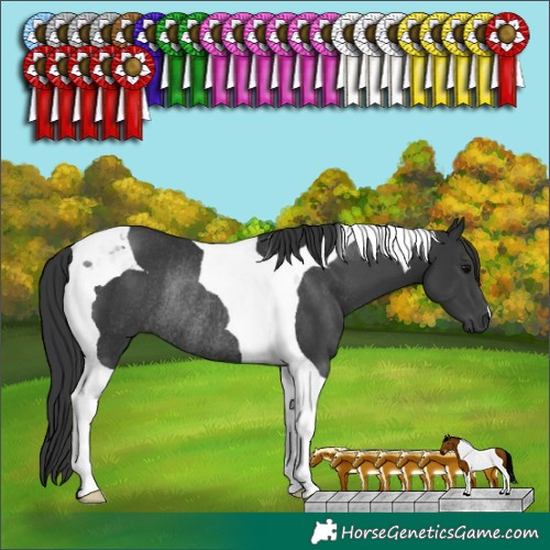 Horse Color:Black Tobiano Rabicano