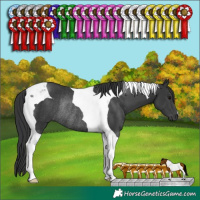 Horse Color:Black Tobiano Rabicano 