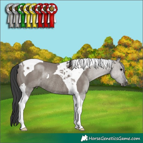 Horse Color:Grullo Tobiano Rabicano 