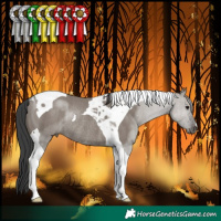 Horse Color:Grullo Tobiano Rabicano 