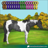 Horse Color:Black Tobiano Rabicano