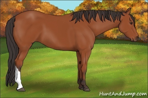 Horse Color:Brown Tobiano 