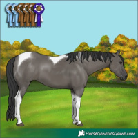 Horse Color:Grullo Tobiano