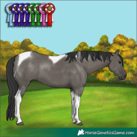 Horse Color:Grullo Tobiano