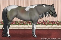 Horse Color:Grullo Tobiano 