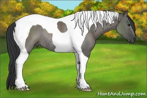 Horse Color:Grullo Tobiano Rabicano