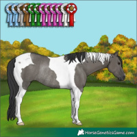 Horse Color:Grullo Tobiano Rabicano