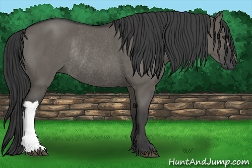 Horse Color:Grullo Rabicano 