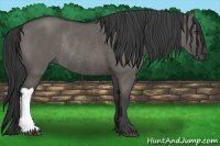 Horse Color:Grullo Rabicano 