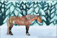 Horse Color:Gray White Spotted Silver Brown Dun Rabicano 