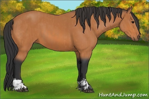 Horse Color:Bay and Bay
