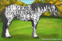 Horse Color:Black  and Black Near Leopard 