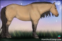 Horse Color:Buckskin Roan Dun