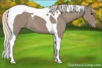 Horse Color:Silver Grullo Tobiano Appaloosa 