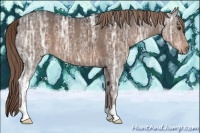 Horse Color:Liver Chestnut Ice 