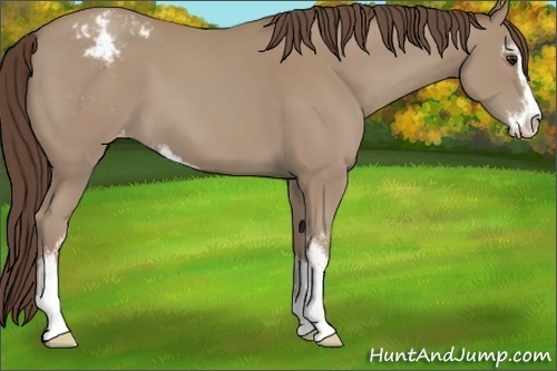 Horse Color:Classic Champagne Sabino Varnish 