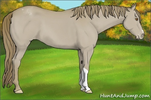 Horse Color:Classic Cream Champagne Appaloosa 