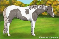 Horse Color:Silver Black Sabino Tobiano Varnish 